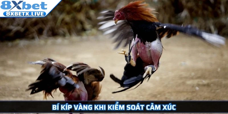 Đá Gà Campuchia Hướng Dẫn Chi Tiết Và Bí Quyết Cá Cược - LLWIN68