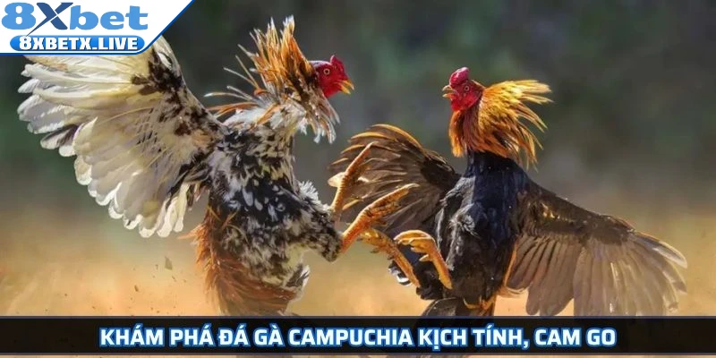 Đá Gà Campuchia Hướng Dẫn Chi Tiết Và Bí Quyết Cá Cược - LLWIN68