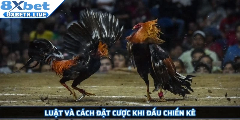 Đá Gà Campuchia Hướng Dẫn Chi Tiết Và Bí Quyết Cá Cược - LLWIN68