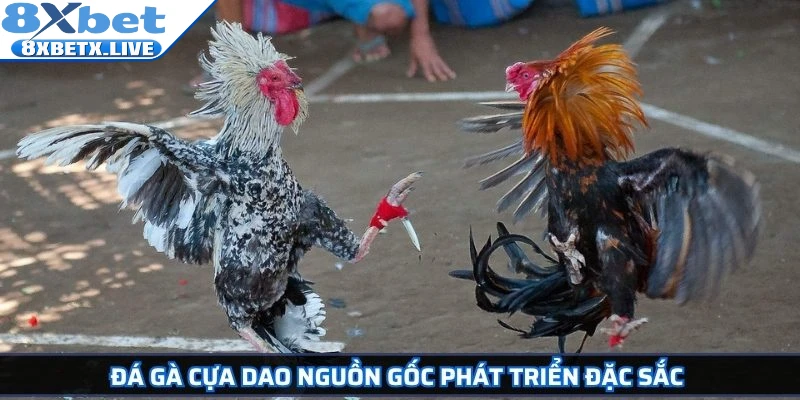 Đá Gà Cựa Dao 8Xbet Kịch Tính Và Cơ Hội Làm Giàu Hấp Dẫn - LLWIN68