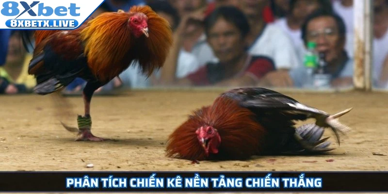 Đá Gà Cựa Dao 8Xbet Kịch Tính Và Cơ Hội Làm Giàu Hấp Dẫn - LLWIN68