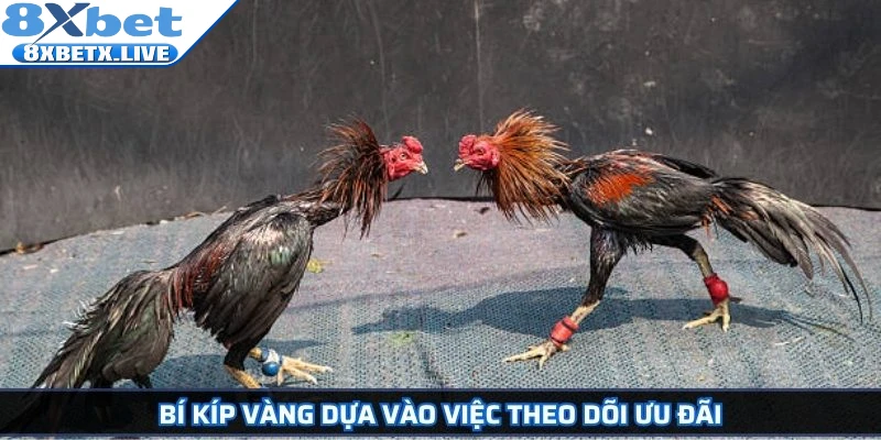 Đá Gà Cựa Sắt 8Xbet Hướng Dẫn Chi Tiết Và Bí Quyết Thắng Lớn - LLWIN68