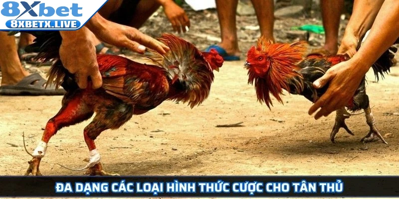 Đá Gà Cựa Sắt 8Xbet Hướng Dẫn Chi Tiết Và Bí Quyết Thắng Lớn - LLWIN68
