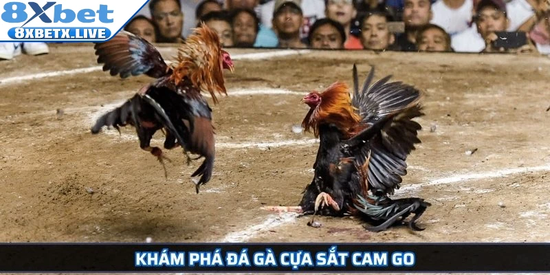 Đá Gà Cựa Sắt 8Xbet Hướng Dẫn Chi Tiết Và Bí Quyết Thắng Lớn - LLWIN68