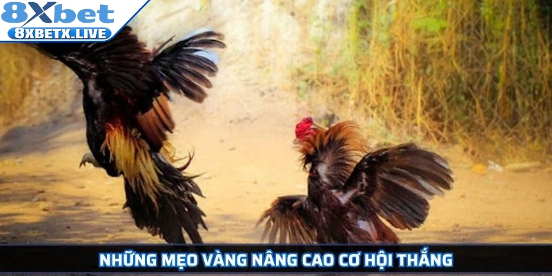 Tường Thuật Đá Gà Trực Tiếp Trải Nghiệm Cá Cược Đỉnh Cao - LLWIN68